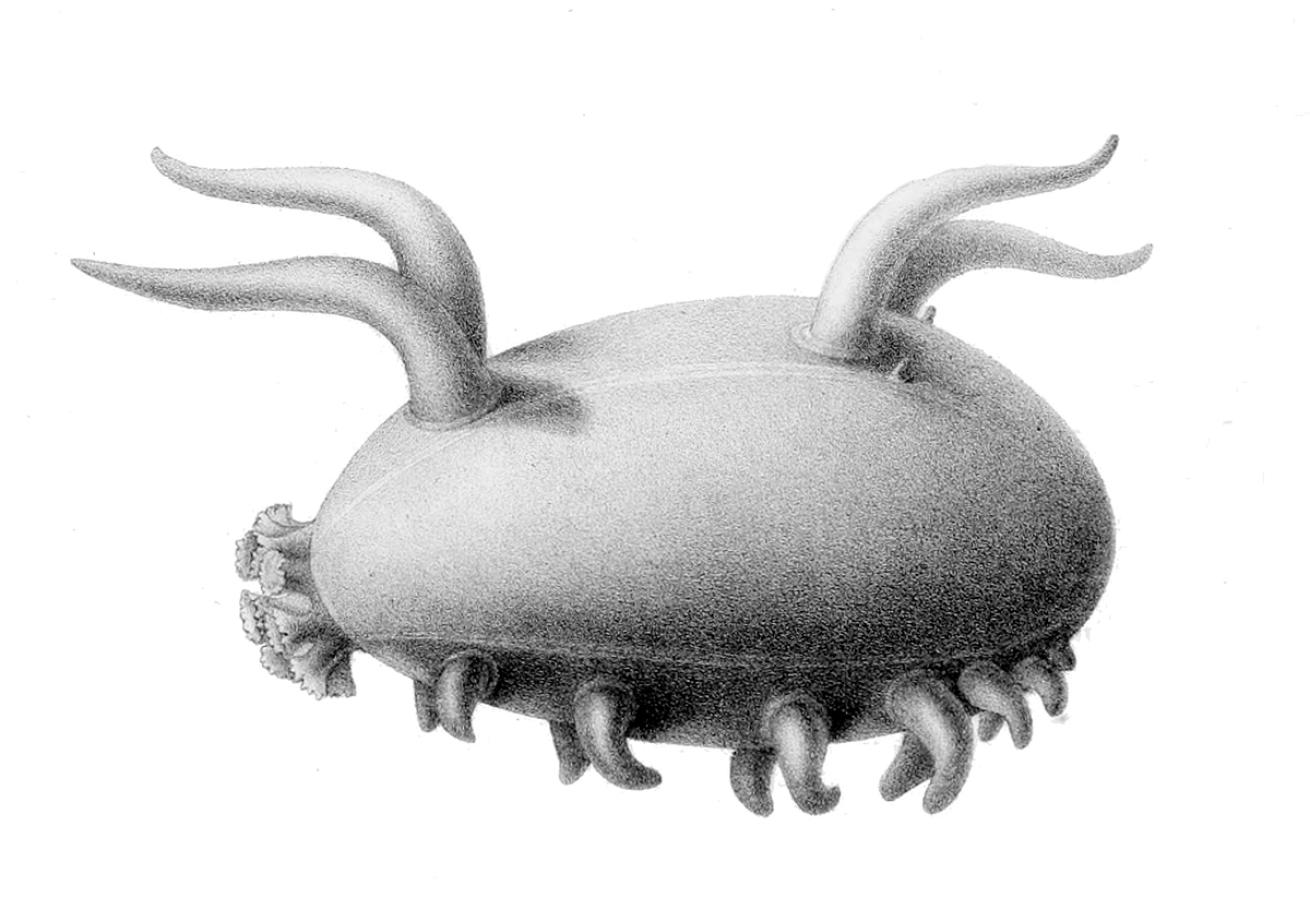 sea pig illustration