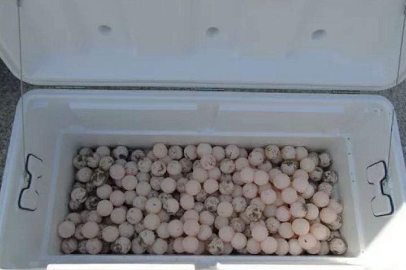 sea turtle eggs in a cooler