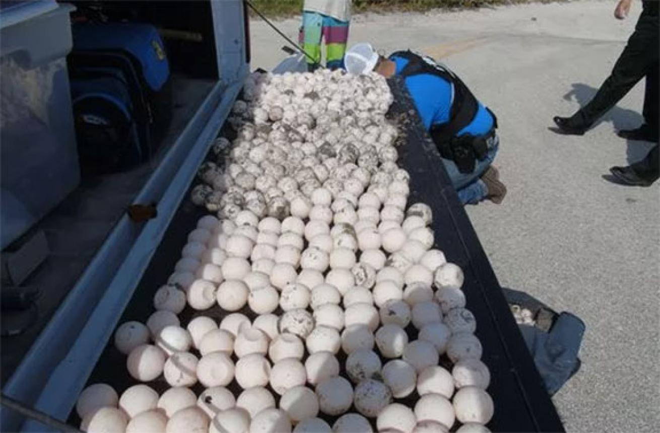 sea turtle egg theft