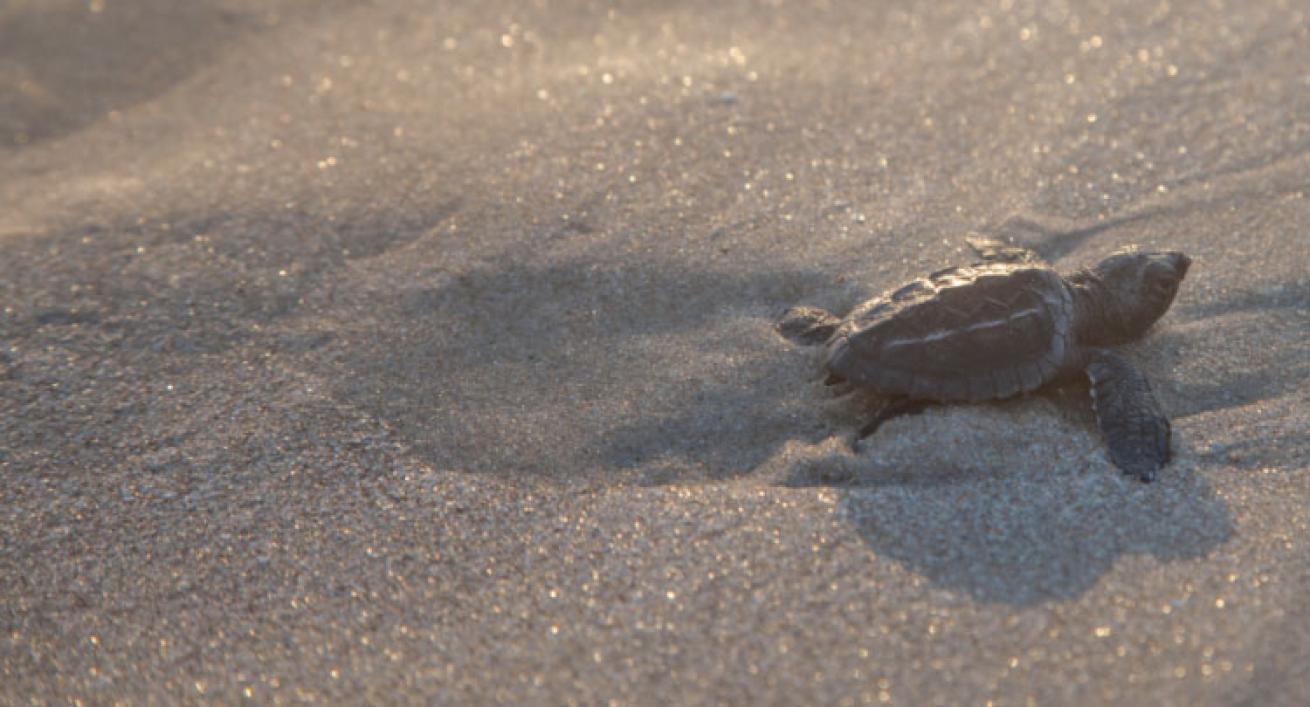 sea turtle hatchling