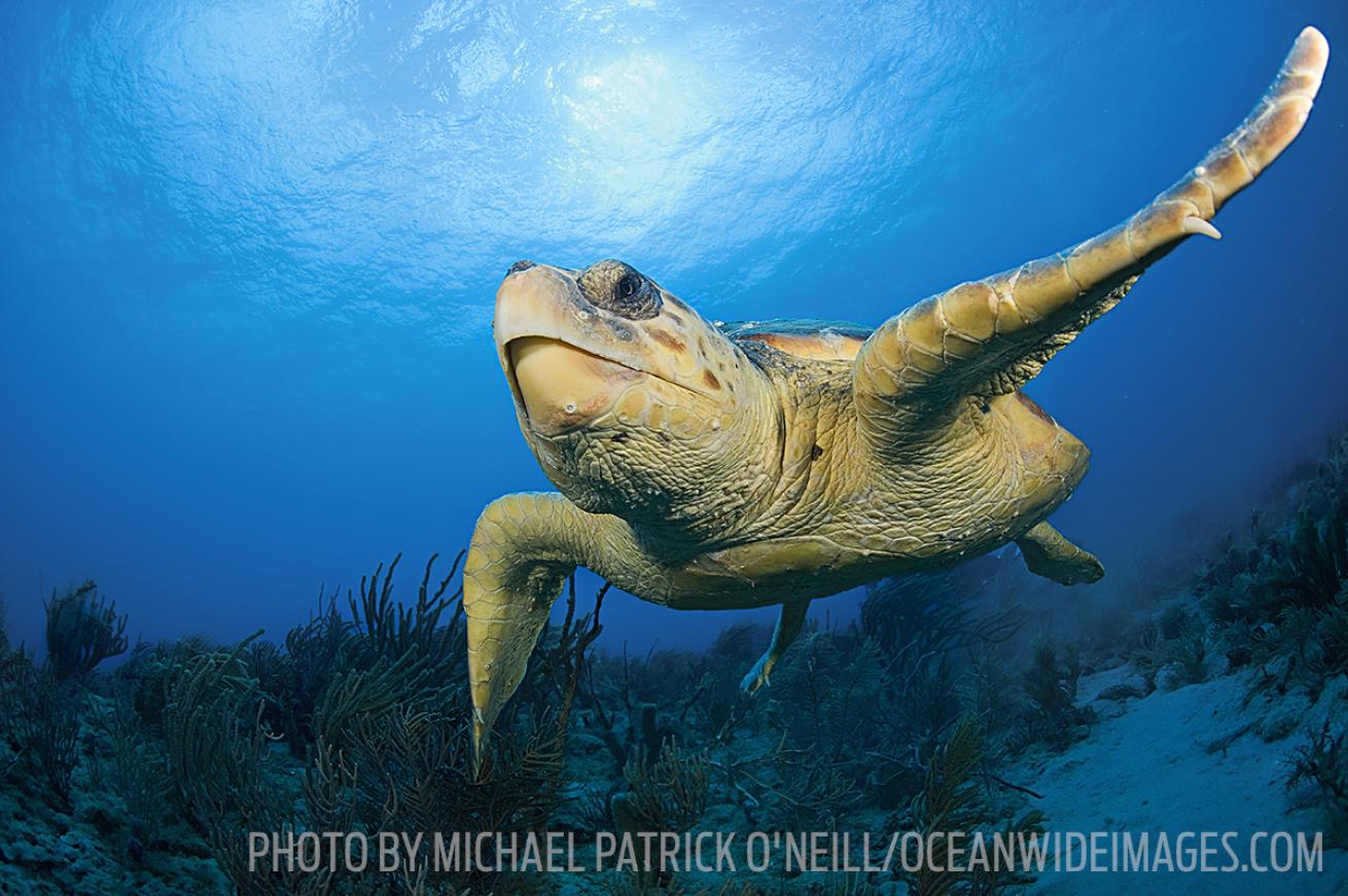 sea turtle florida diving