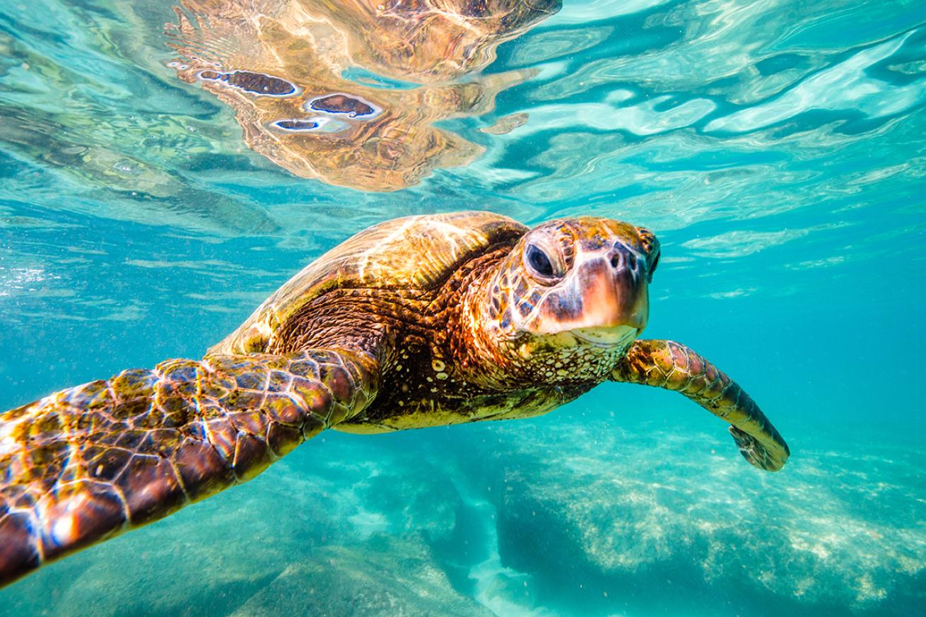 Sea turtle near camera