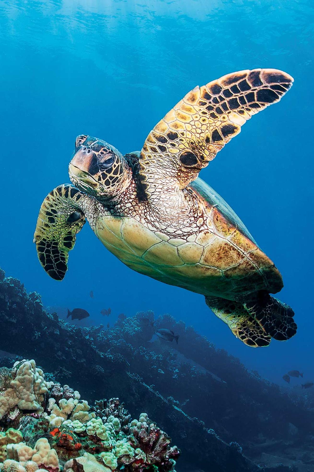 green sea turtle