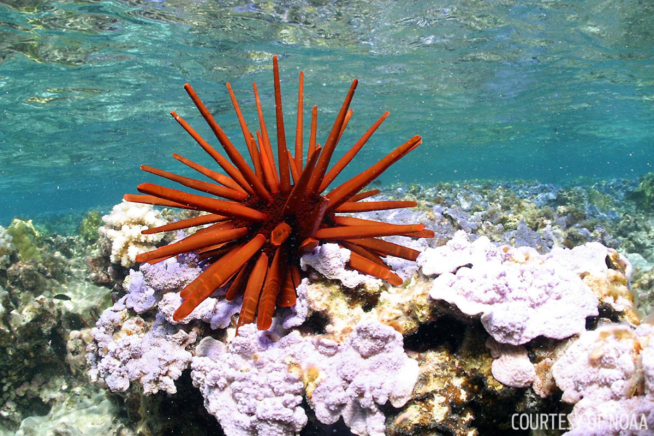 Sea urchin underwater at Paphānaumokuākea