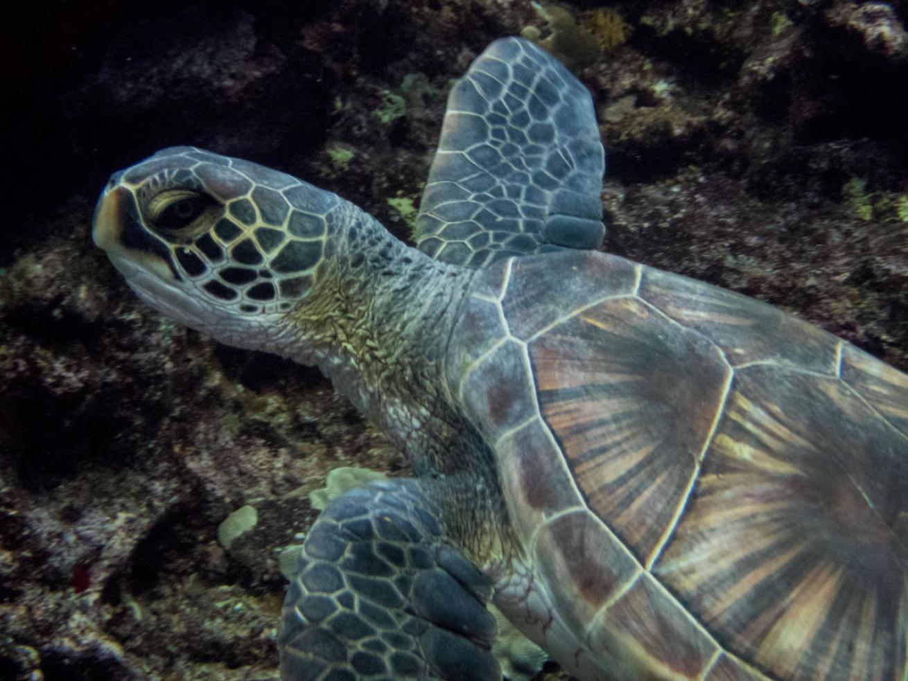 scuba diving Lanai, Hawaii