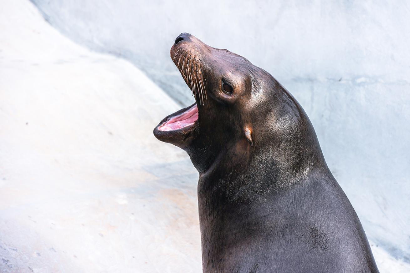 Seal with an open mouth