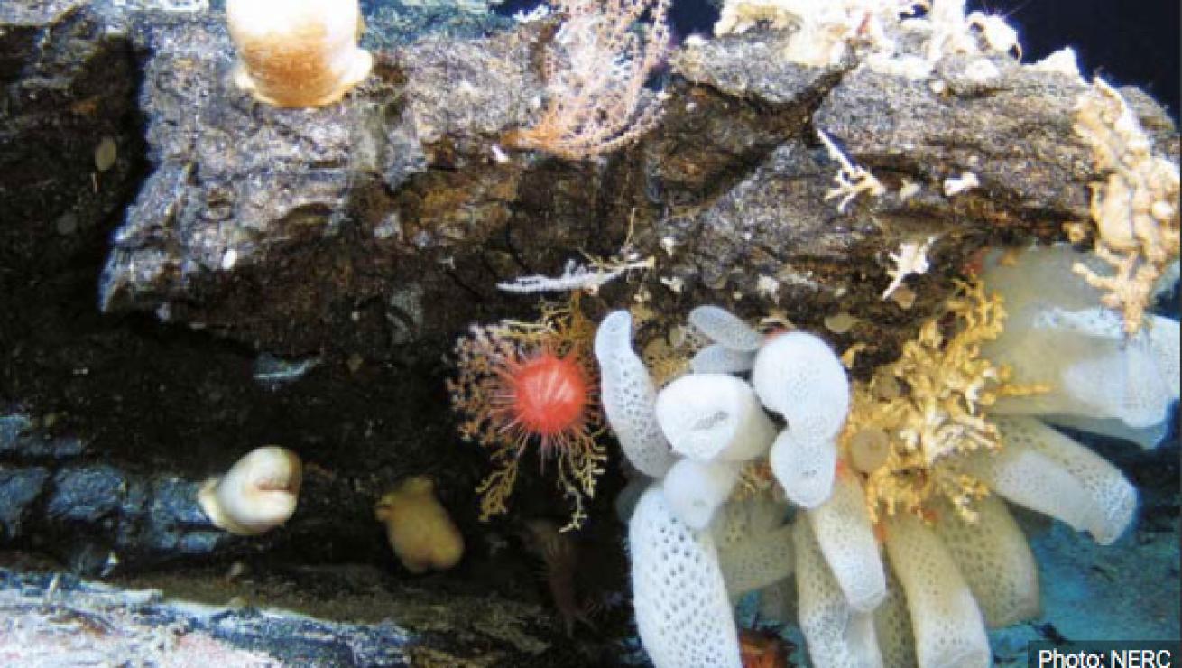 Epilithic organisms on hard substrate