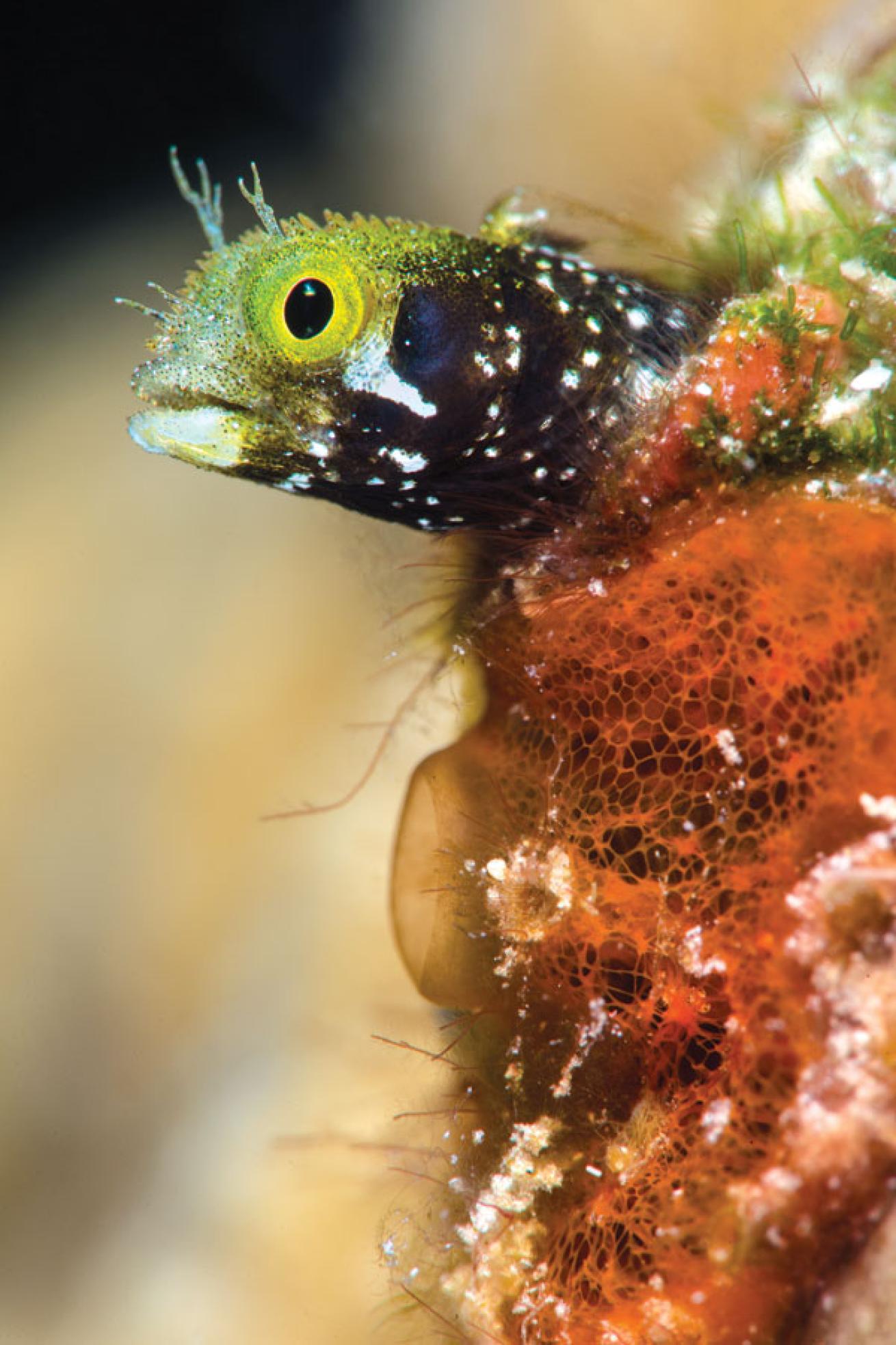 secretary blenny