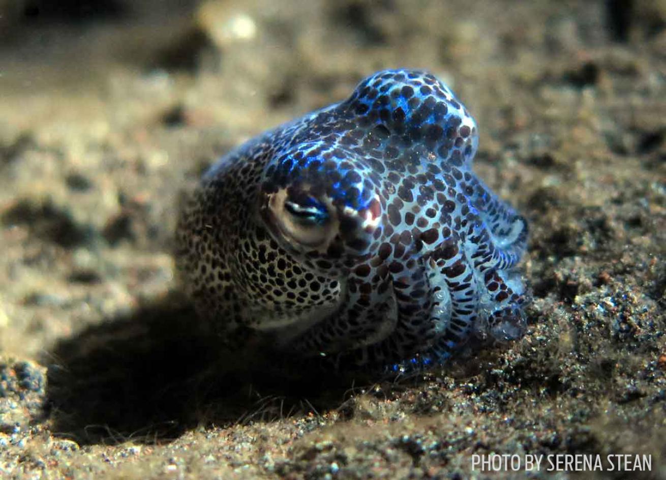 bobtail squid bali