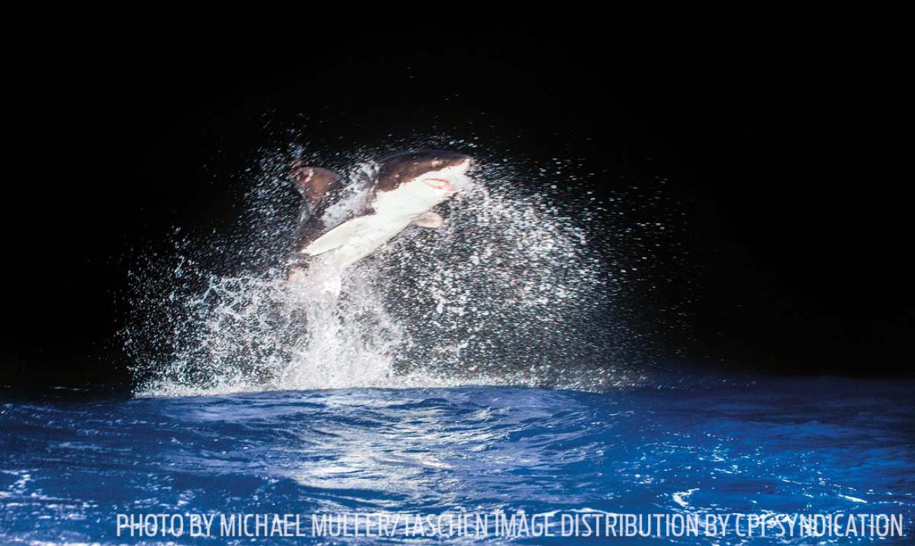 Michael Muller great white shark breaching night