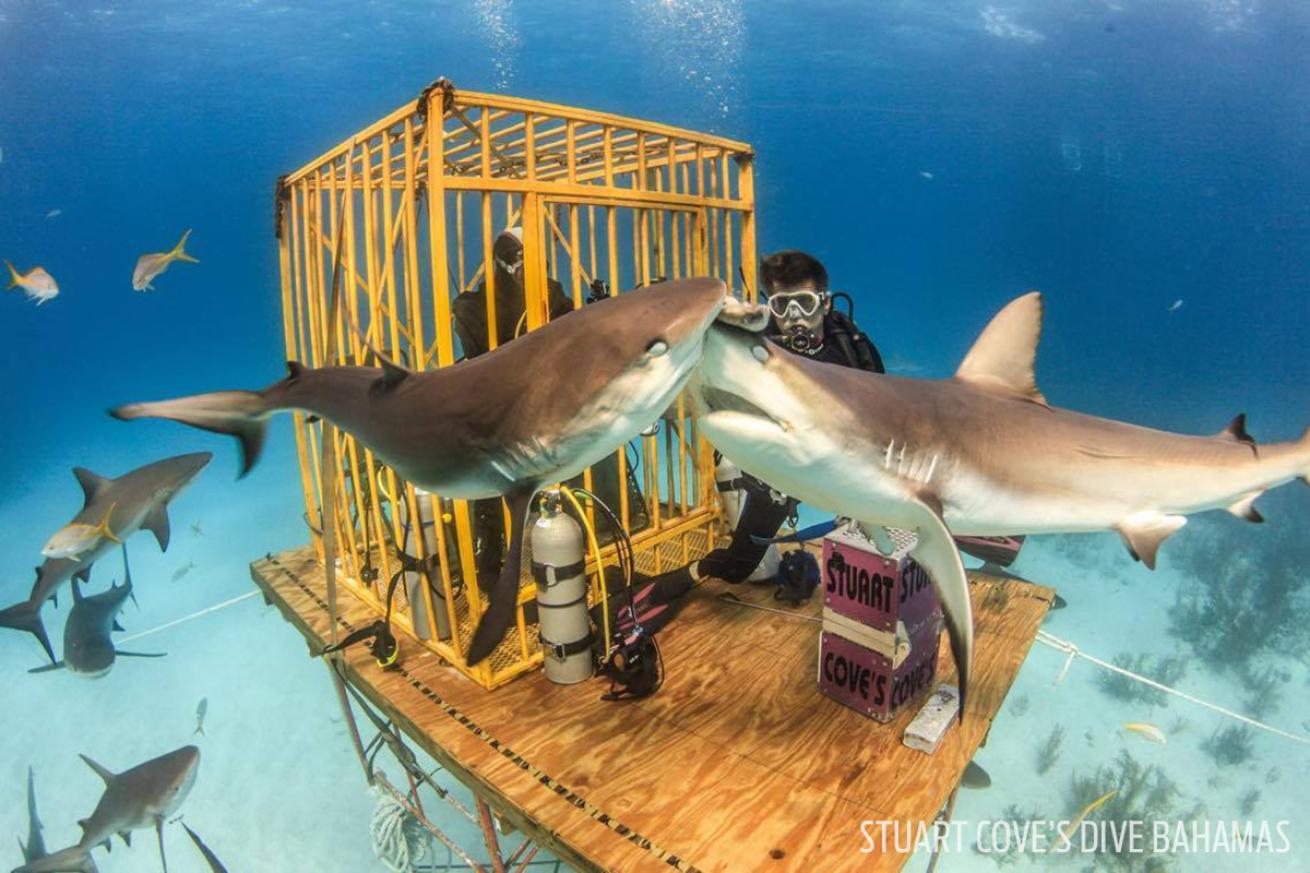 Shark Dive Guinness World Record