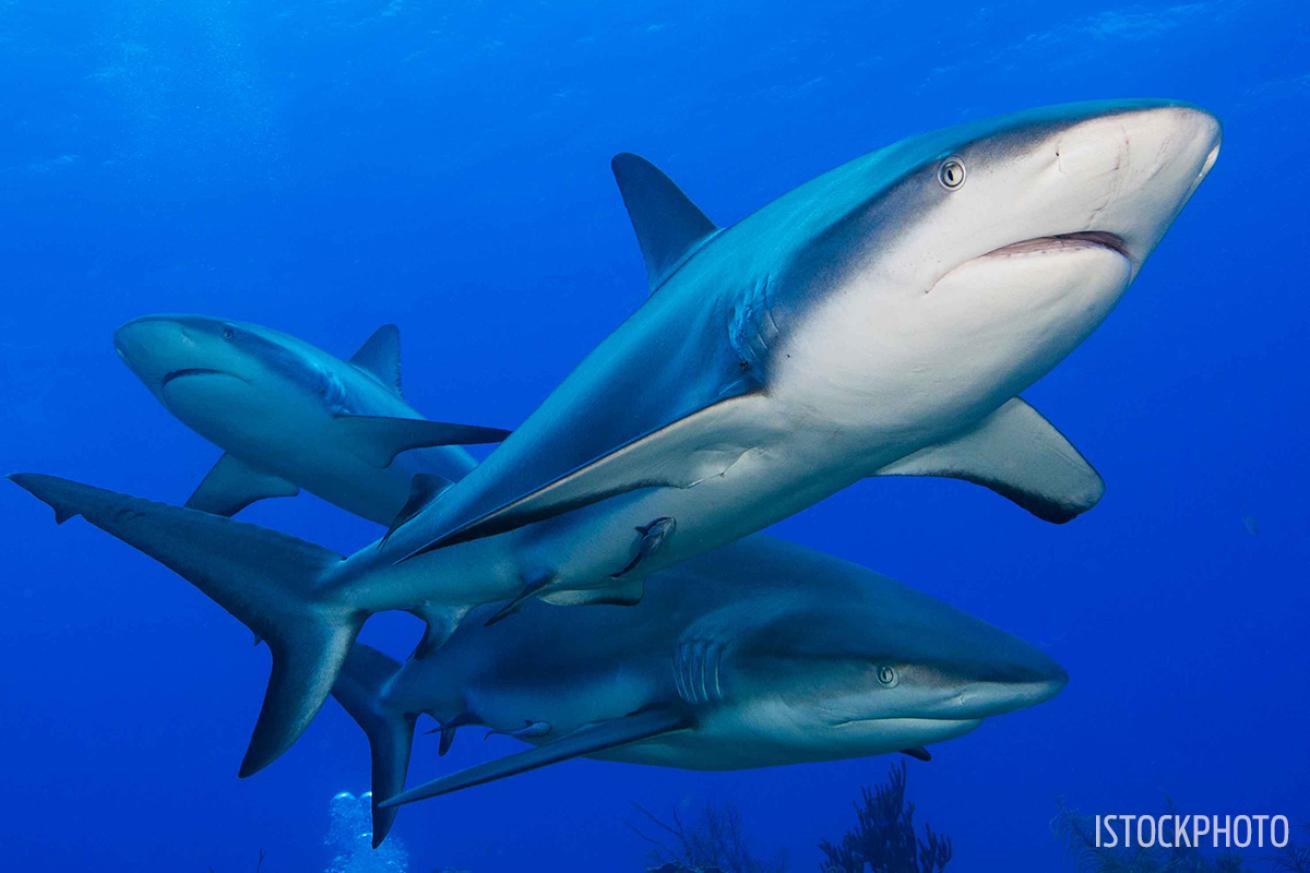 shark fin trade ban united states