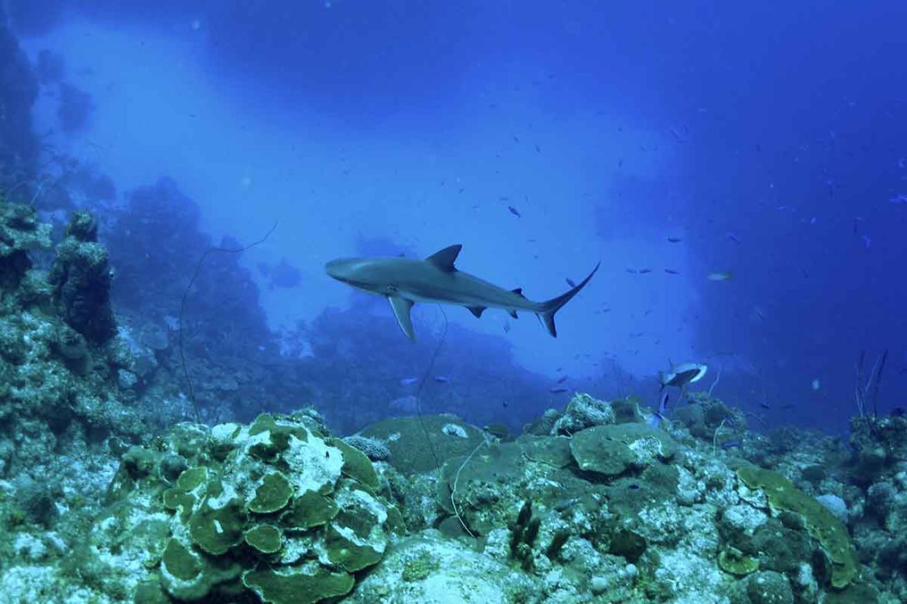 caribbean reef shark