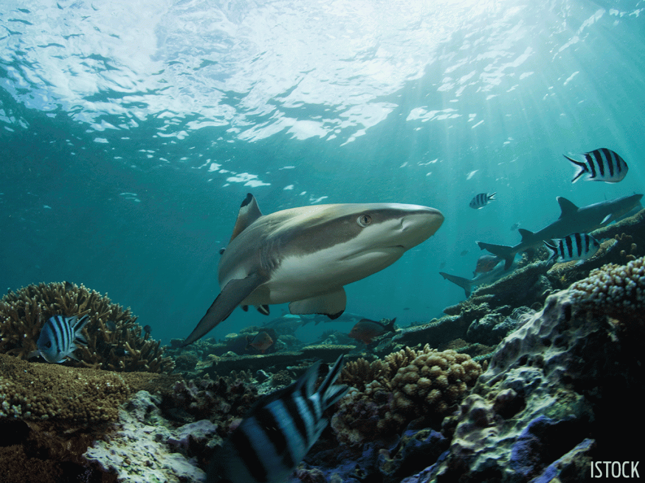 shark underwater photo