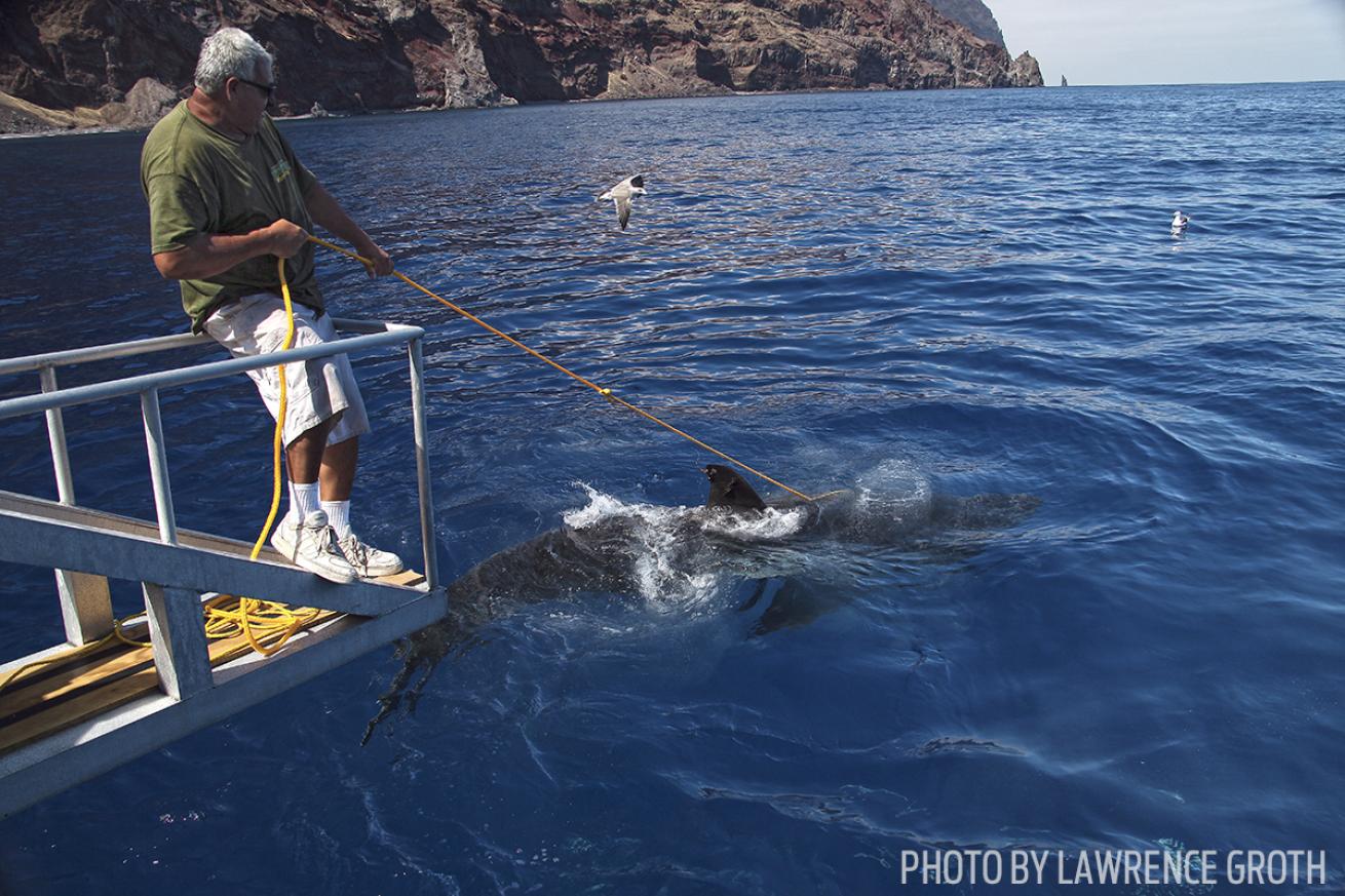 Luis Godinez shark wrangler mexico