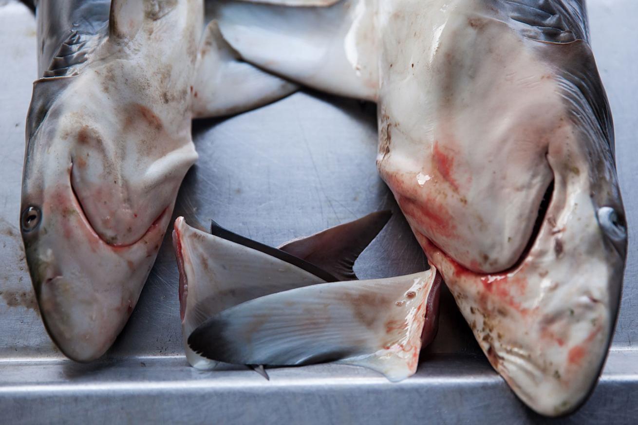 Dead sharks at a fish market