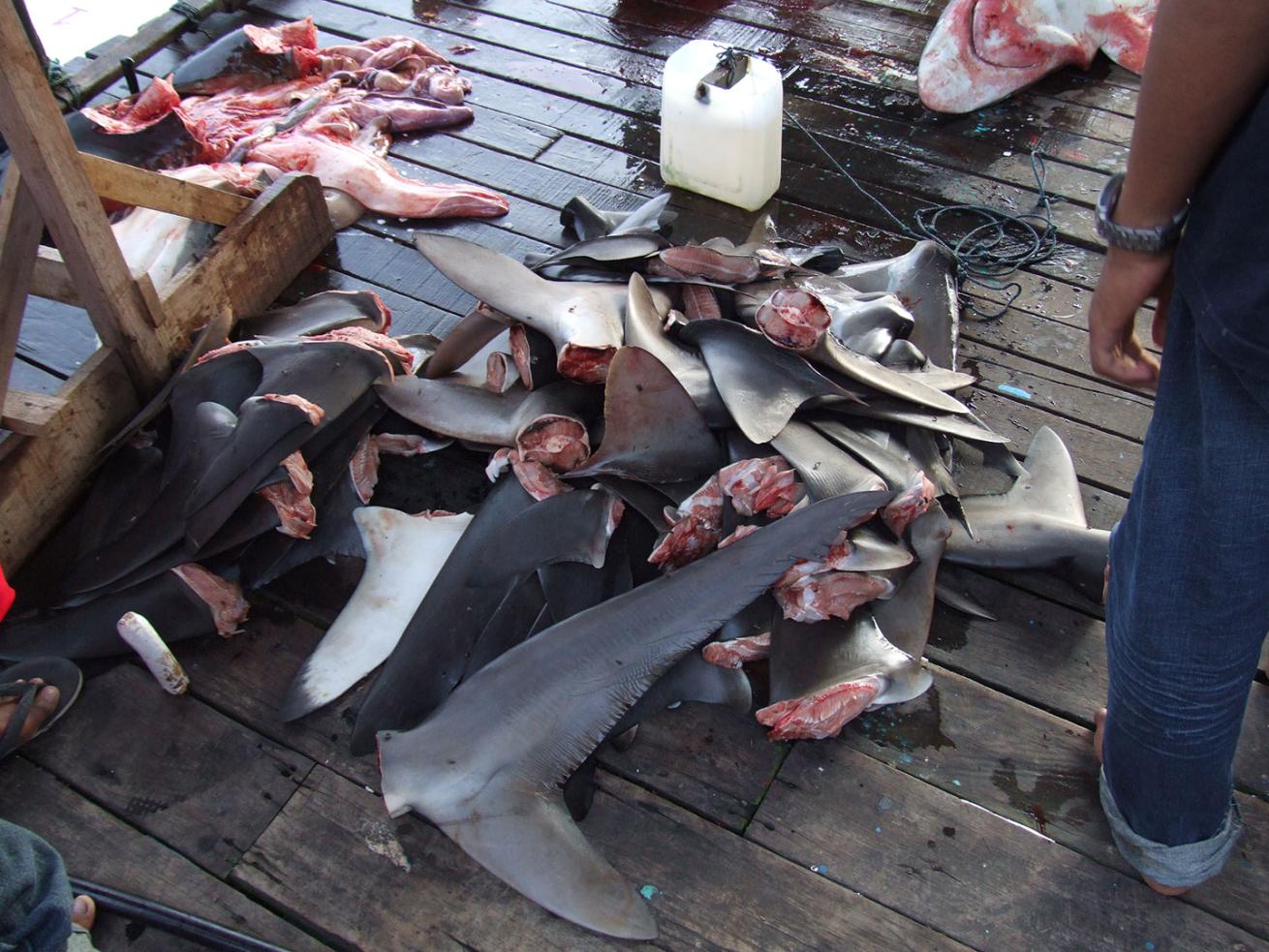 Fins from freshly slaughtered sharks