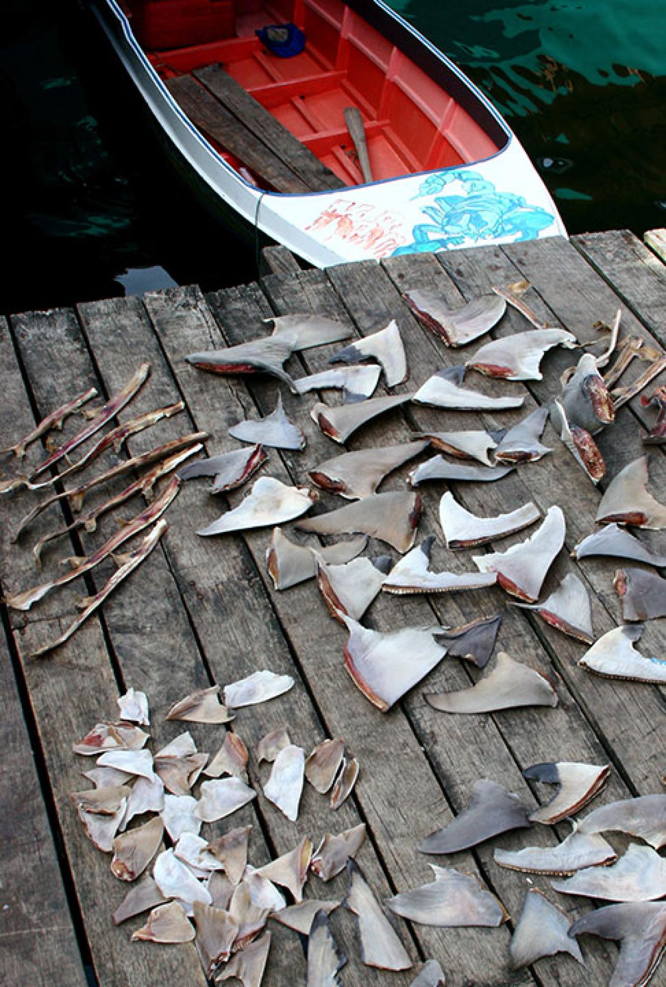 Dried shark fins on a fishing pier