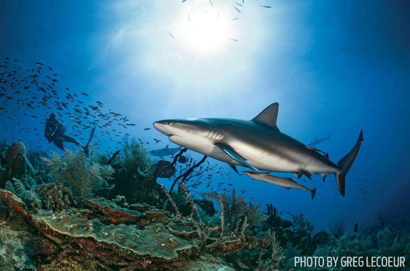 shark scuba diving Cuba