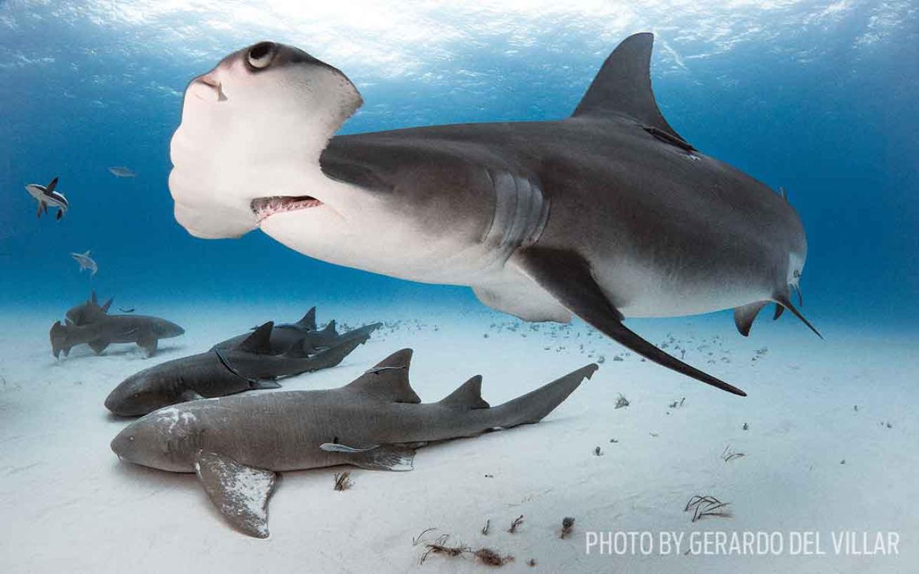 shark conservation