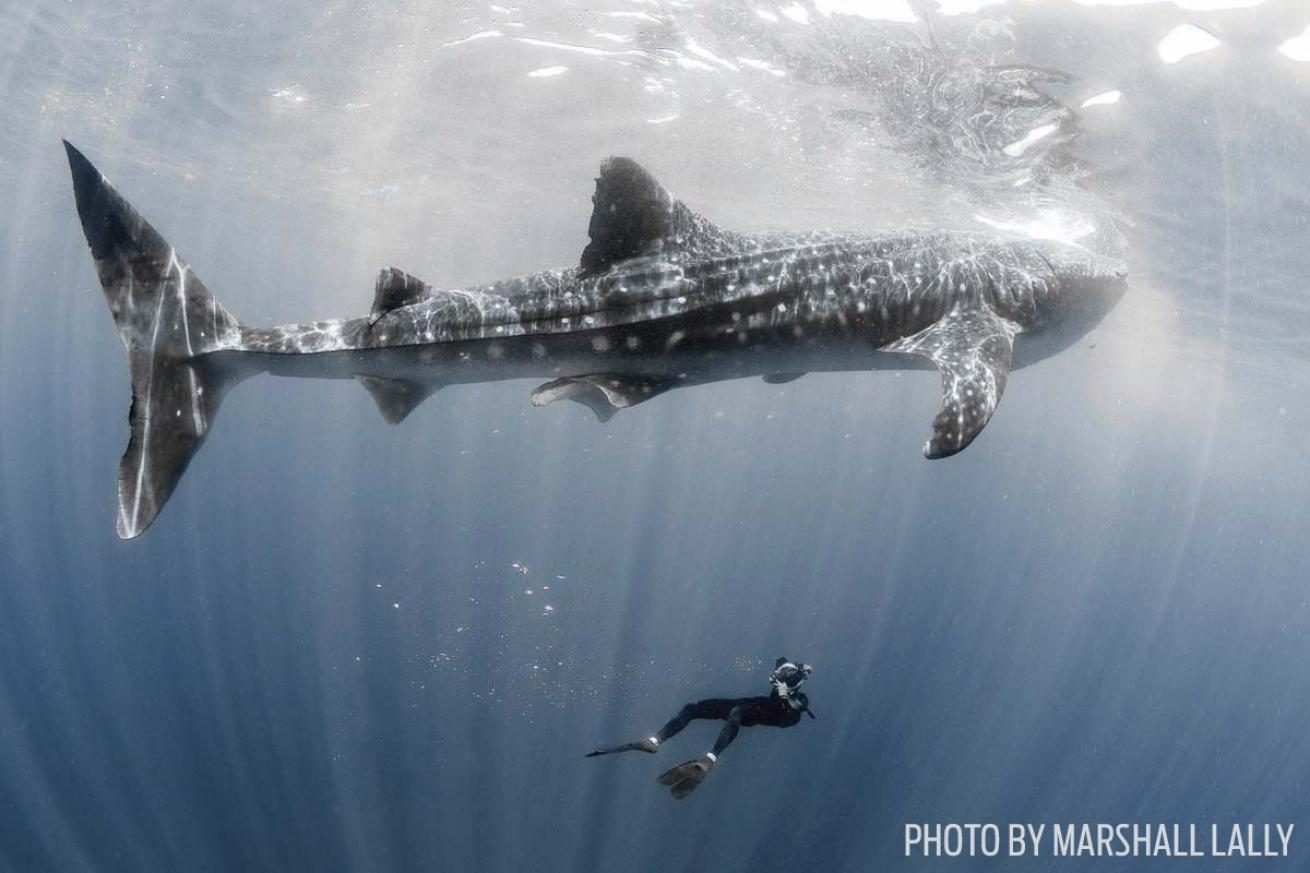 whale shark underwater photographer