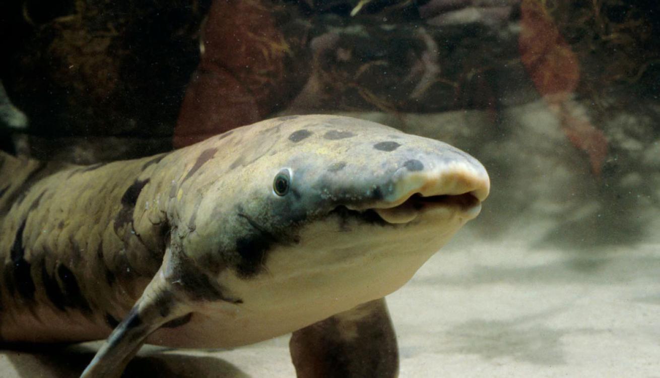 Granddad the Chicago Shedd Aquarium Australian lungfish