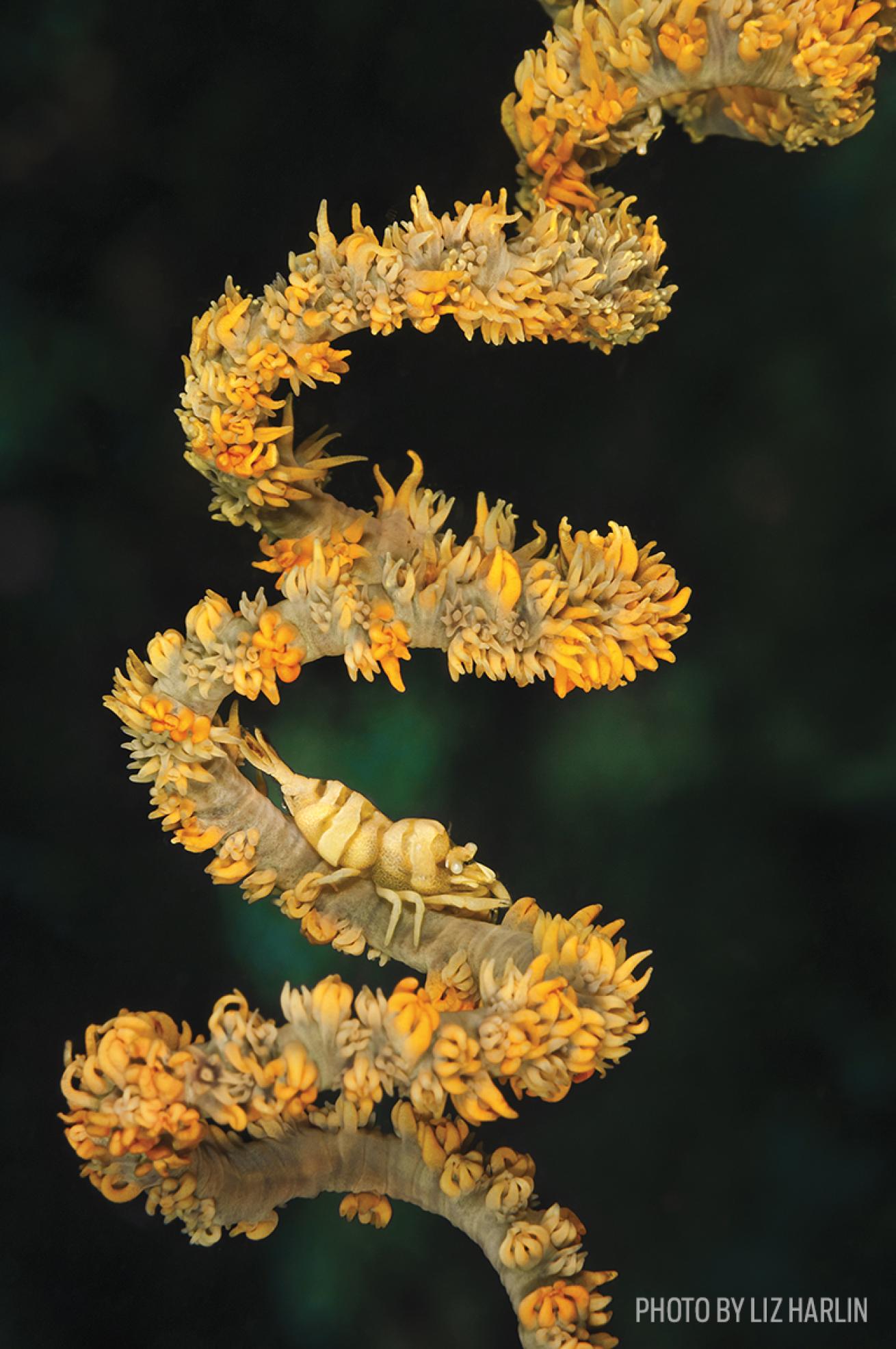 wire coral shrimp photo