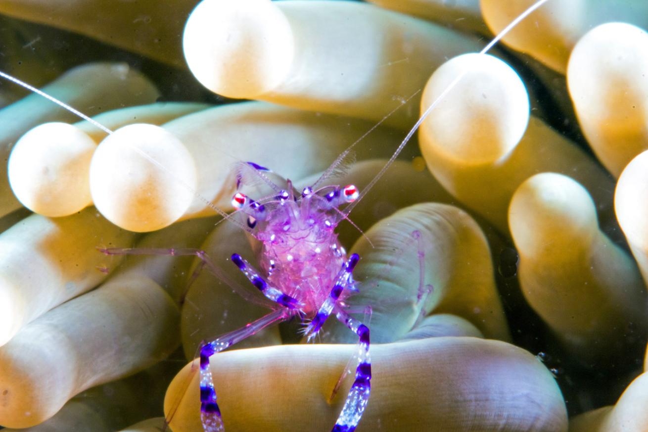 Anemone Shrimp Underwater Photography