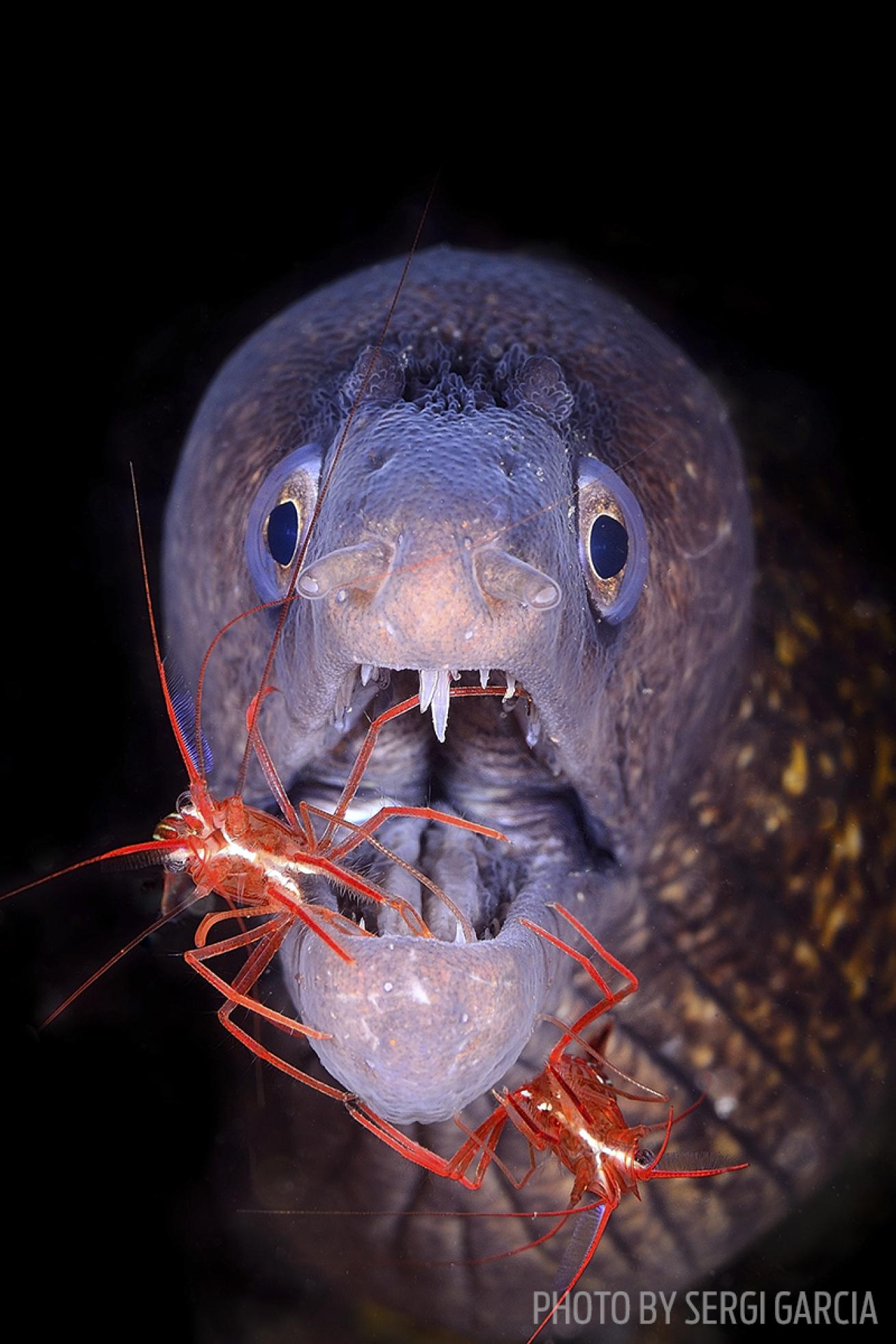 shrimp moray dive clean underwater photography