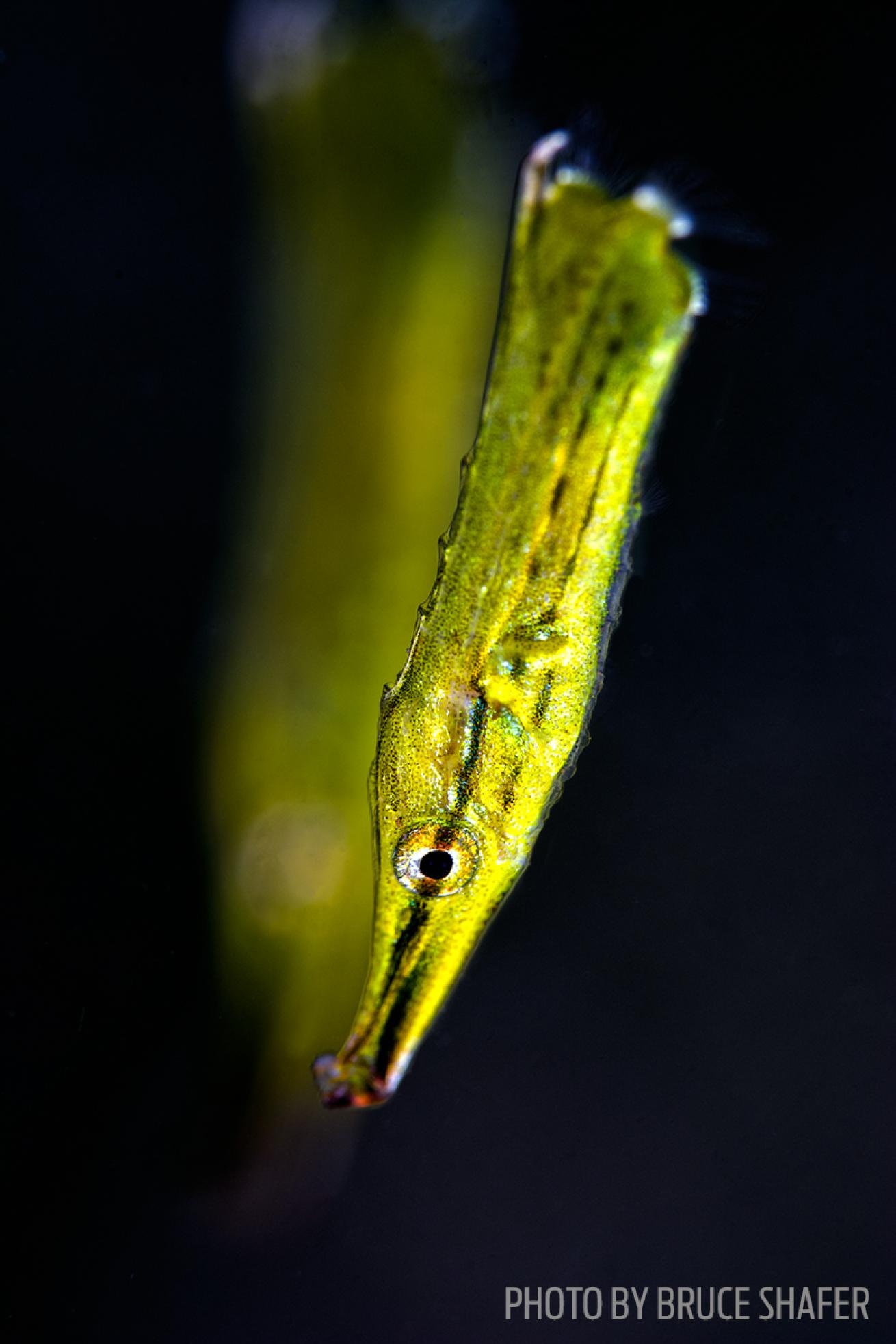 shrimpfish photo