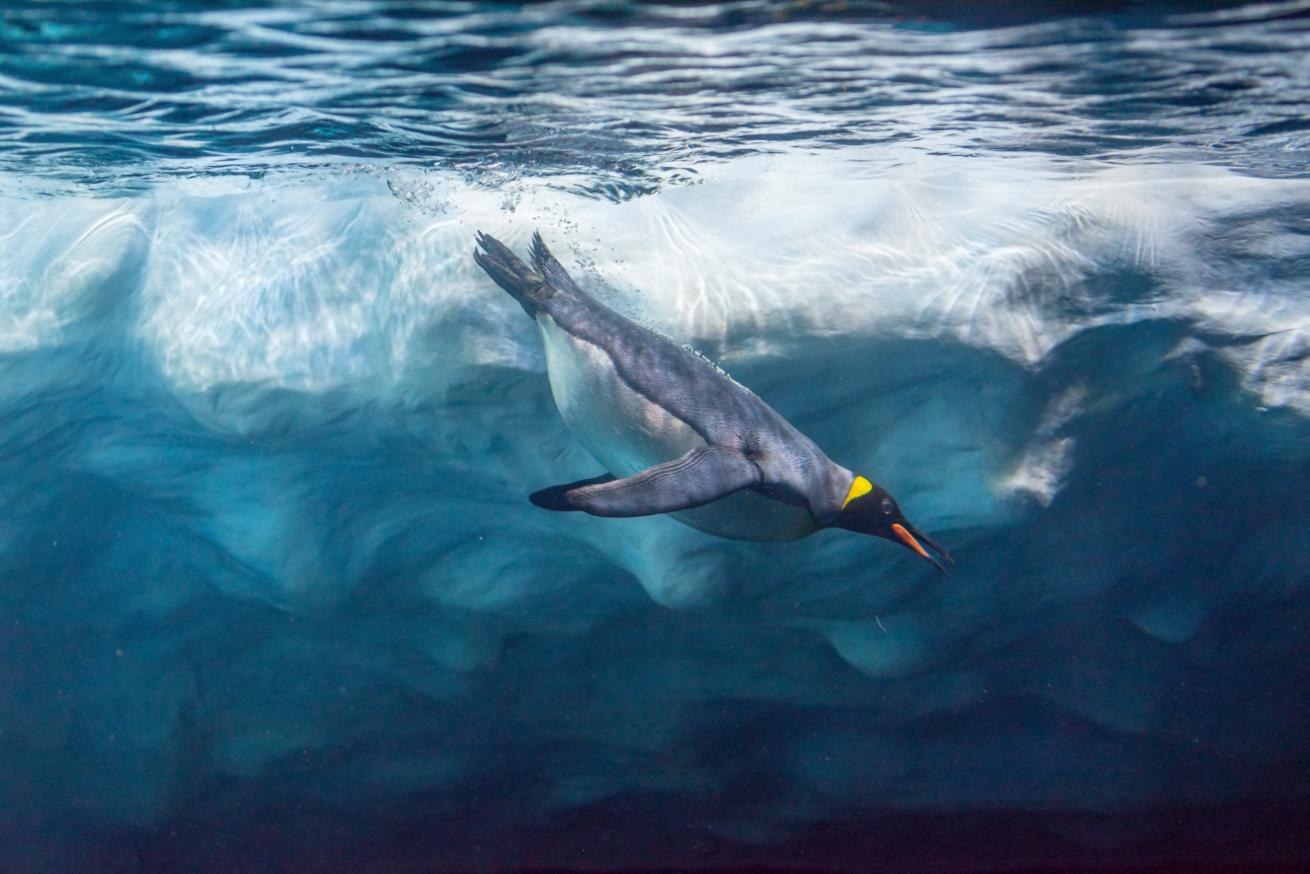 Penguin diving under ice