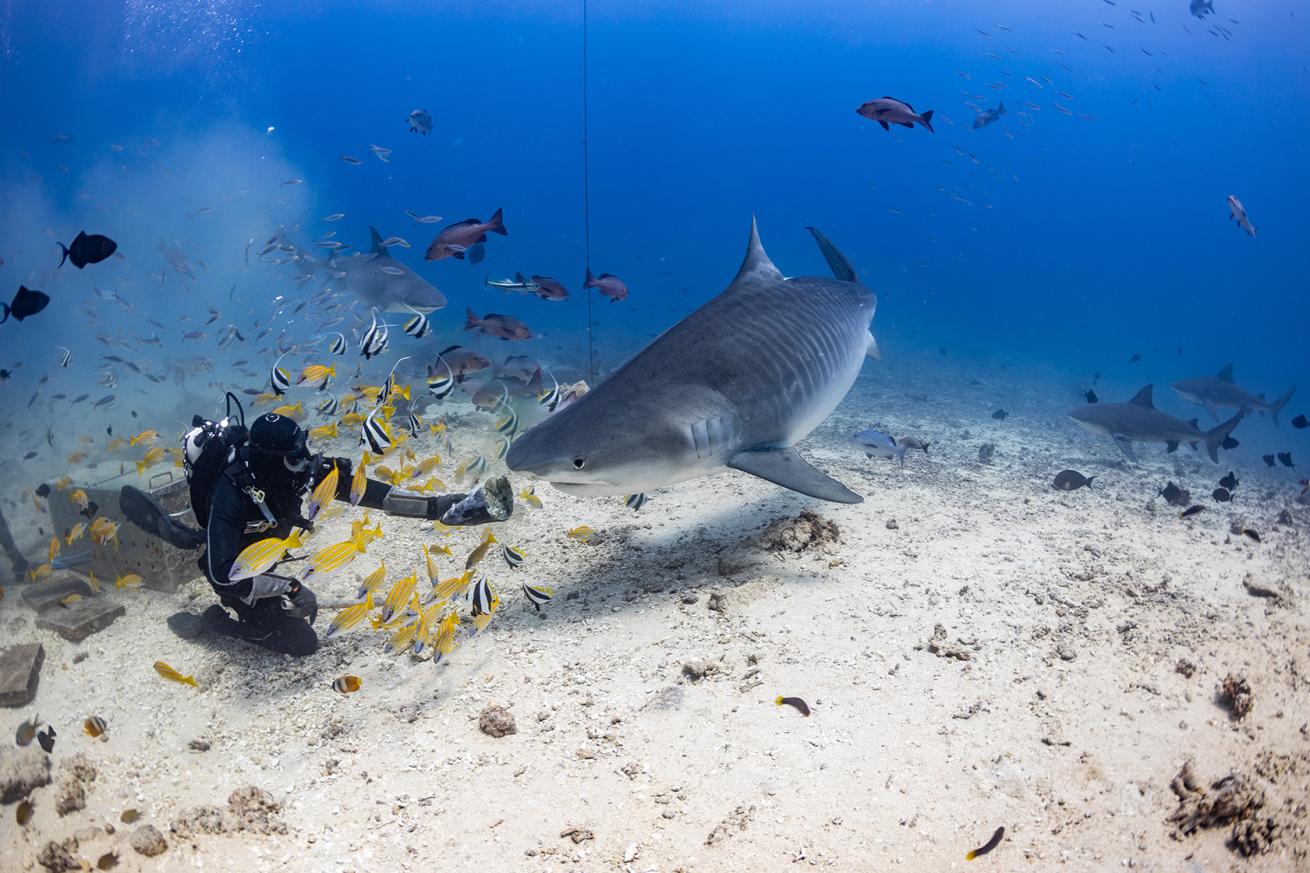 a diver feeds a tiger shark with other sharks in the background