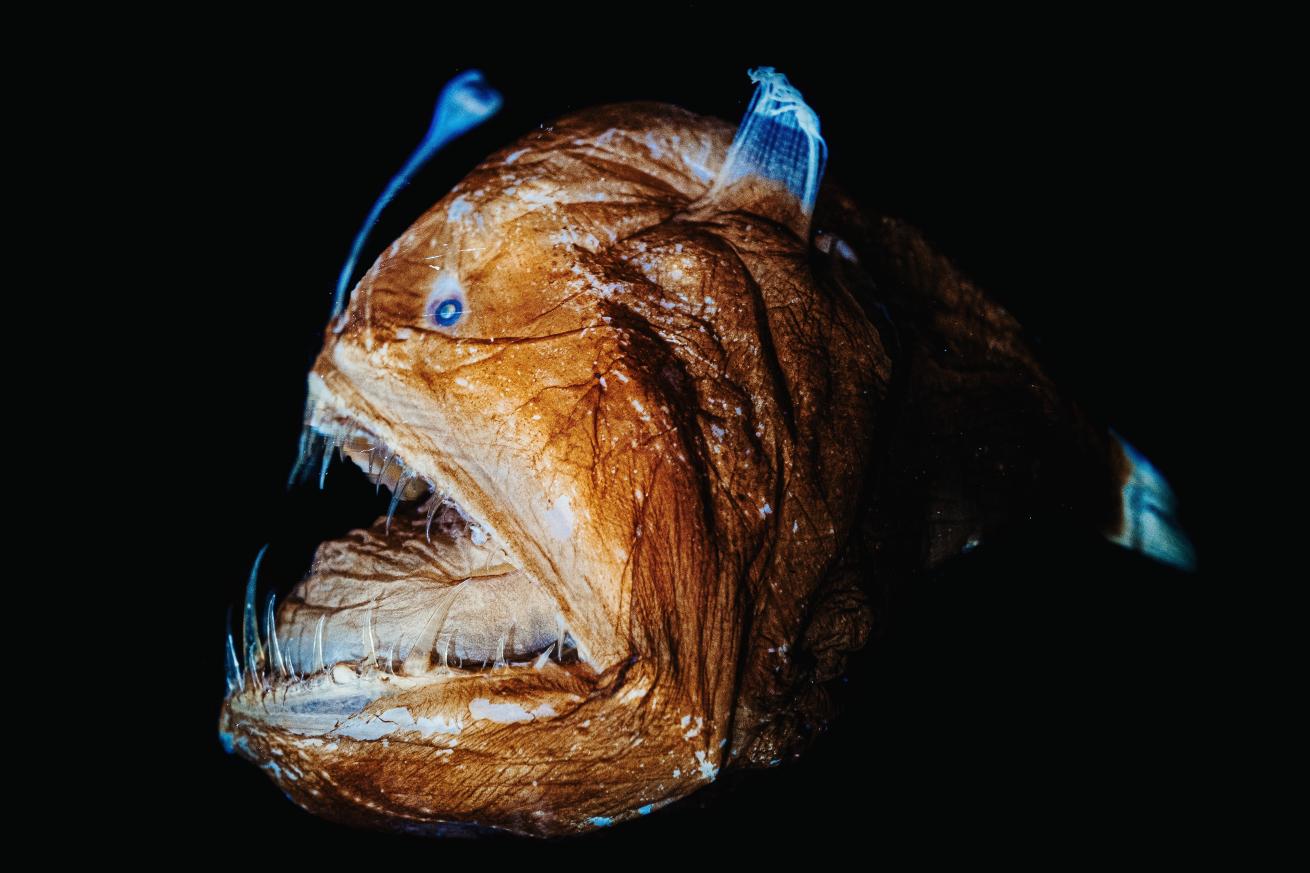 Female angler fish