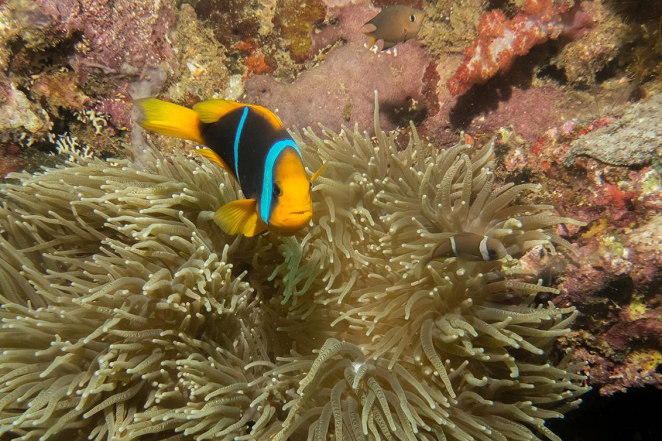 an anemone fish surrounded by an anemone and coral