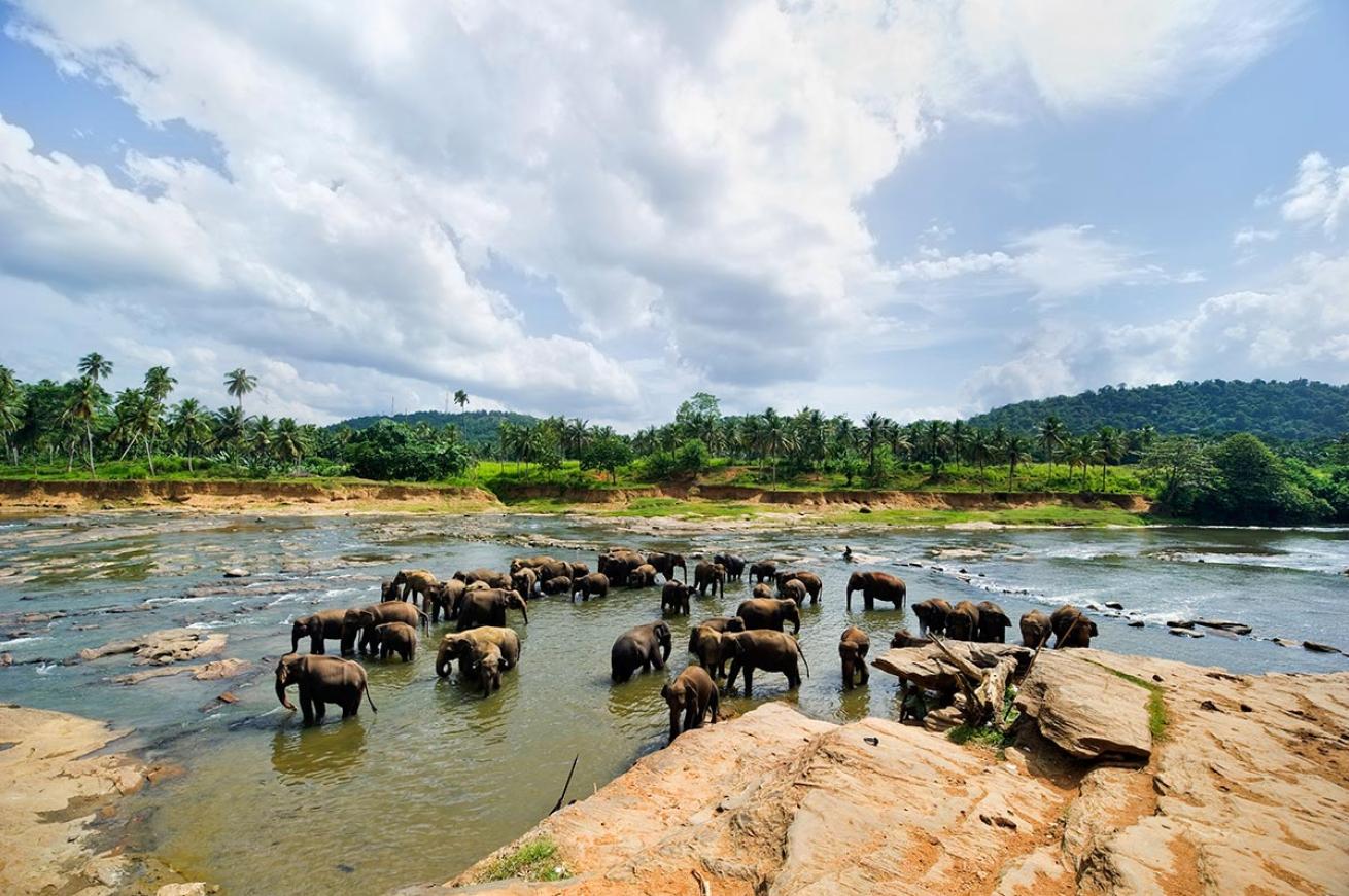 elephants