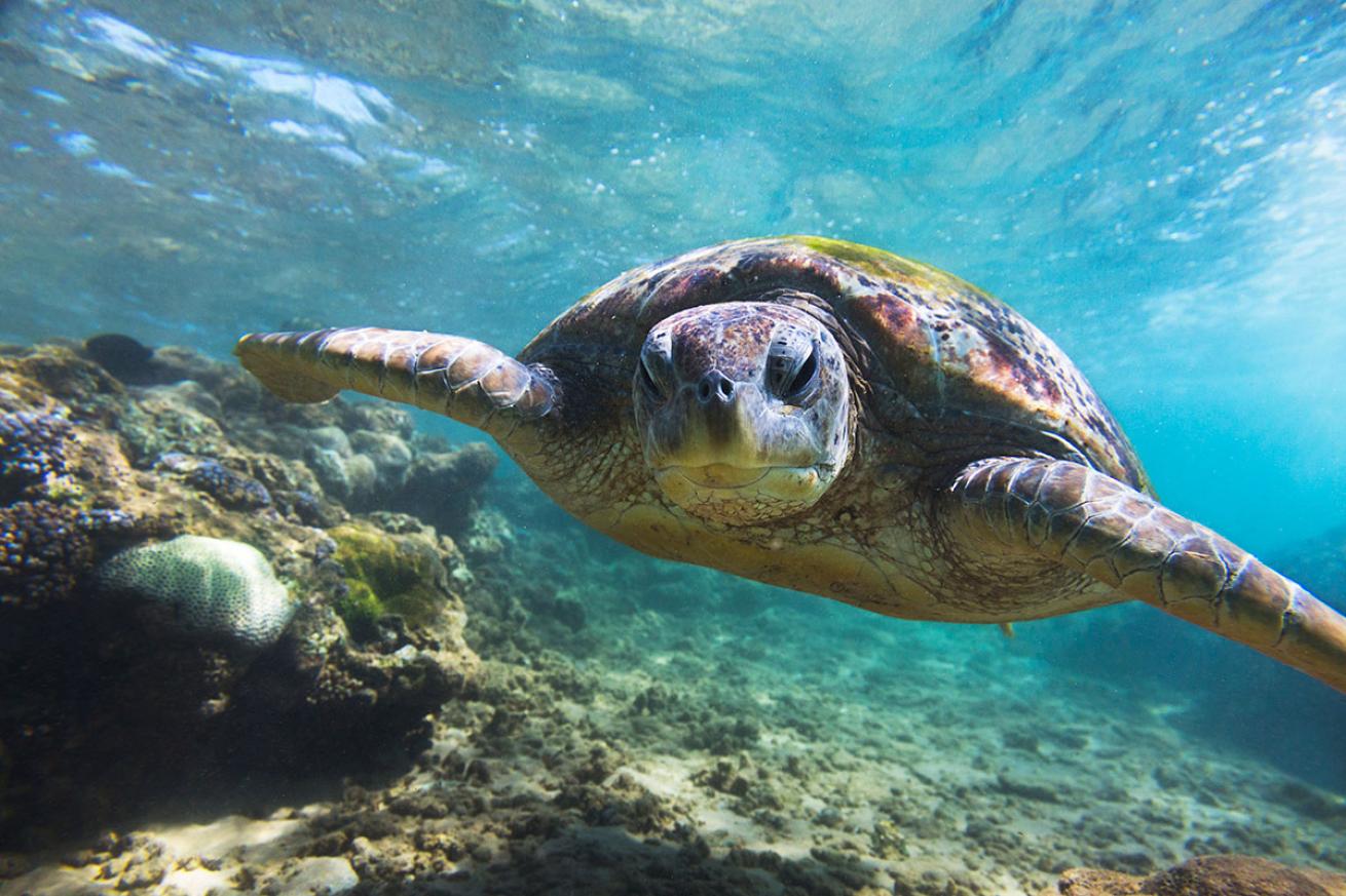 sea turtle