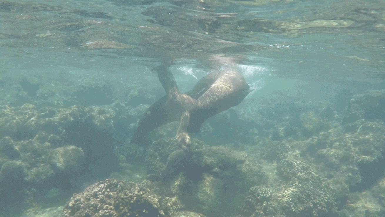 sea lion playing video