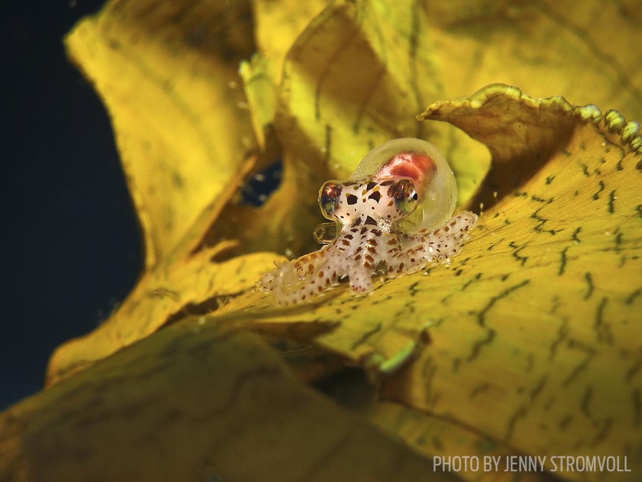 juvenile octopus