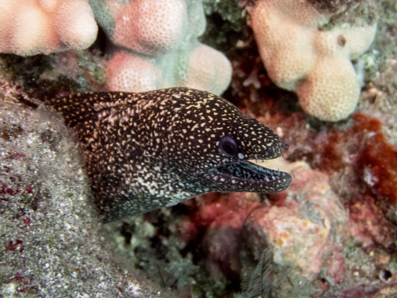 scuba diving Lanai, Hawaii