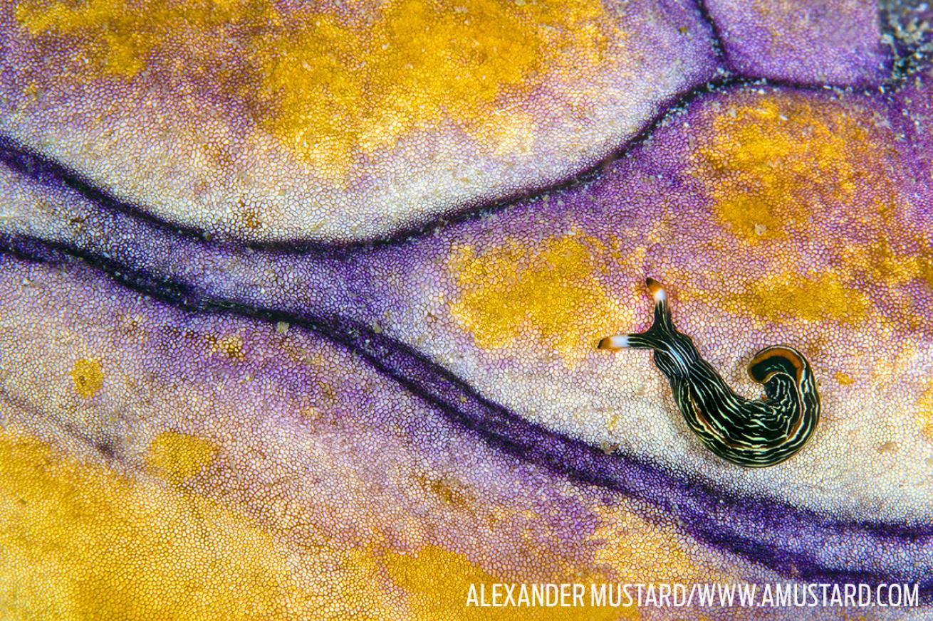 snail underwater photography purple gold reef