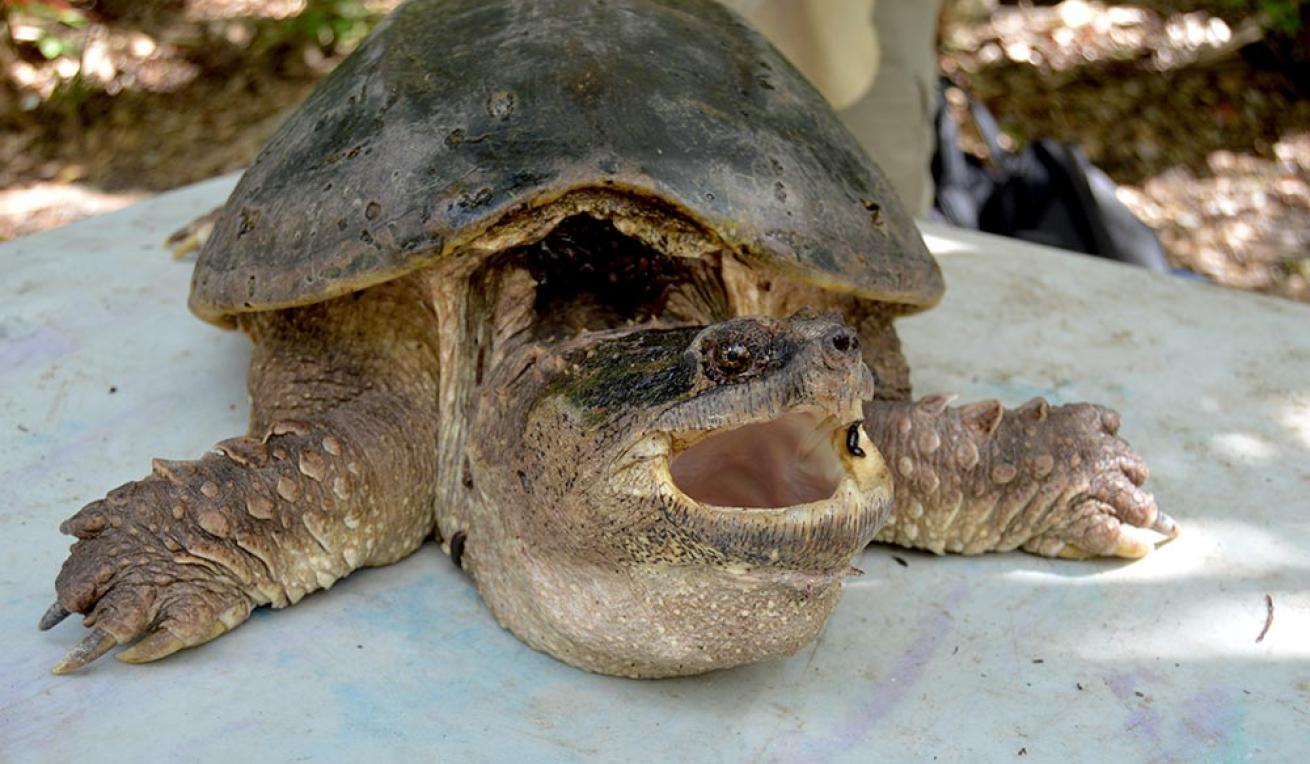 snapping turtle