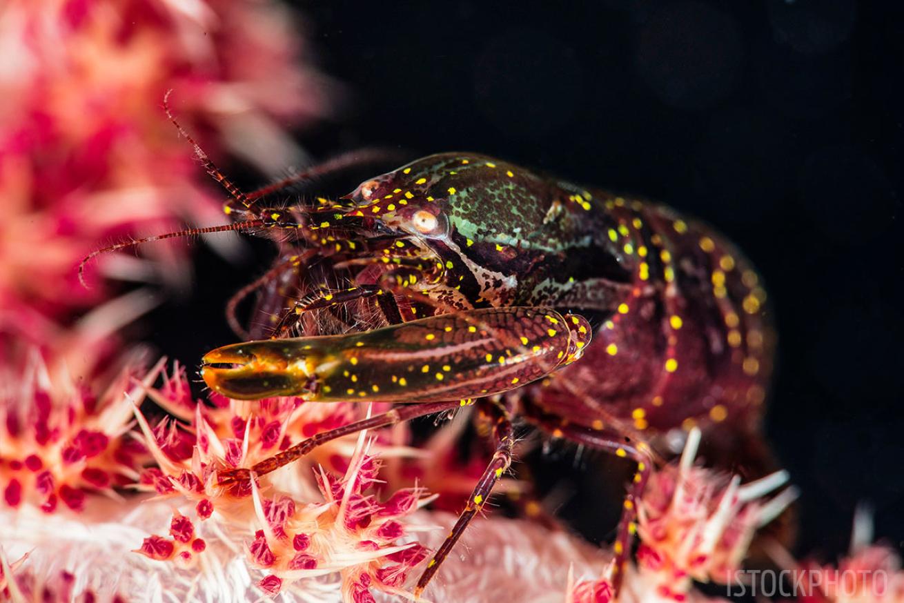 Snapping Shrimp