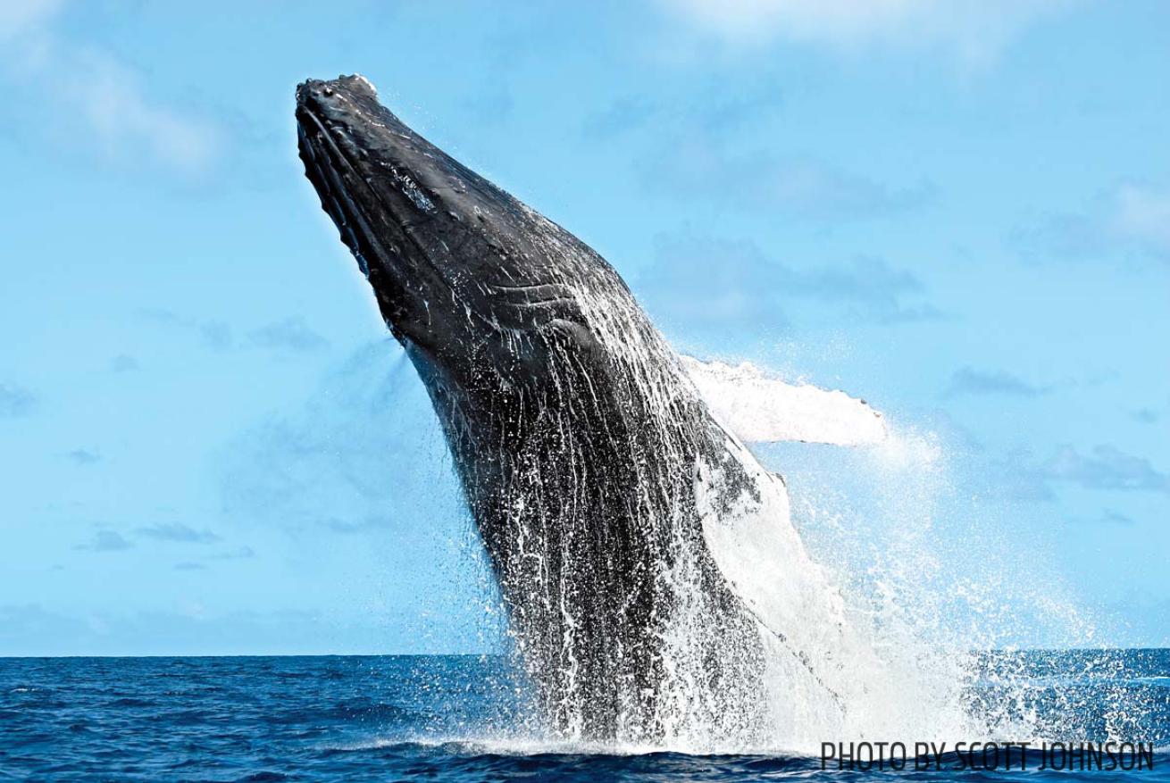 Humpback whales snorkeling Silver Bank