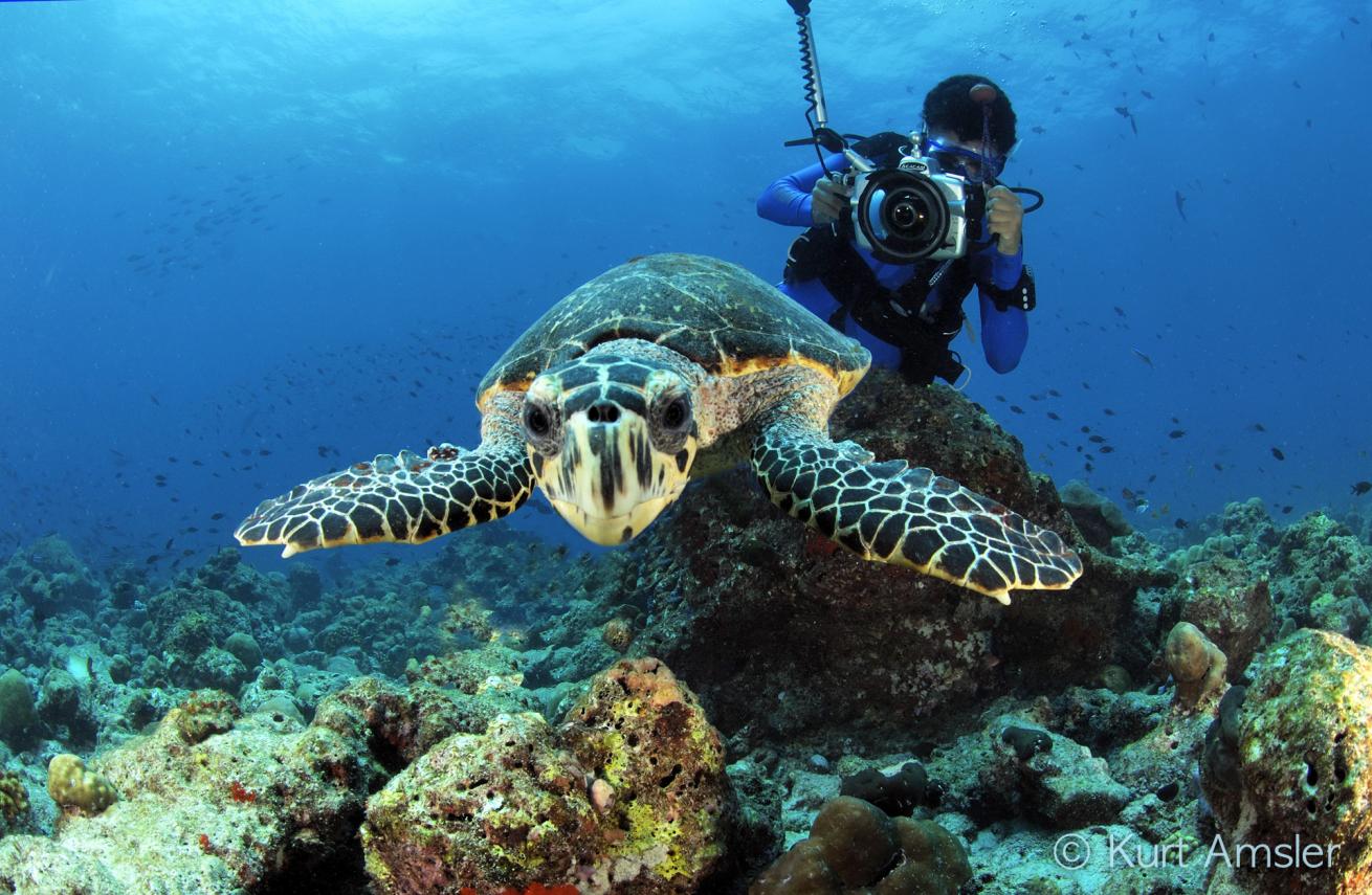 sea turtle conservancy