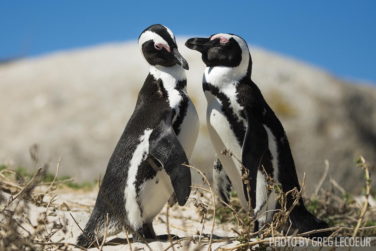 penguins South Africa scuba diving