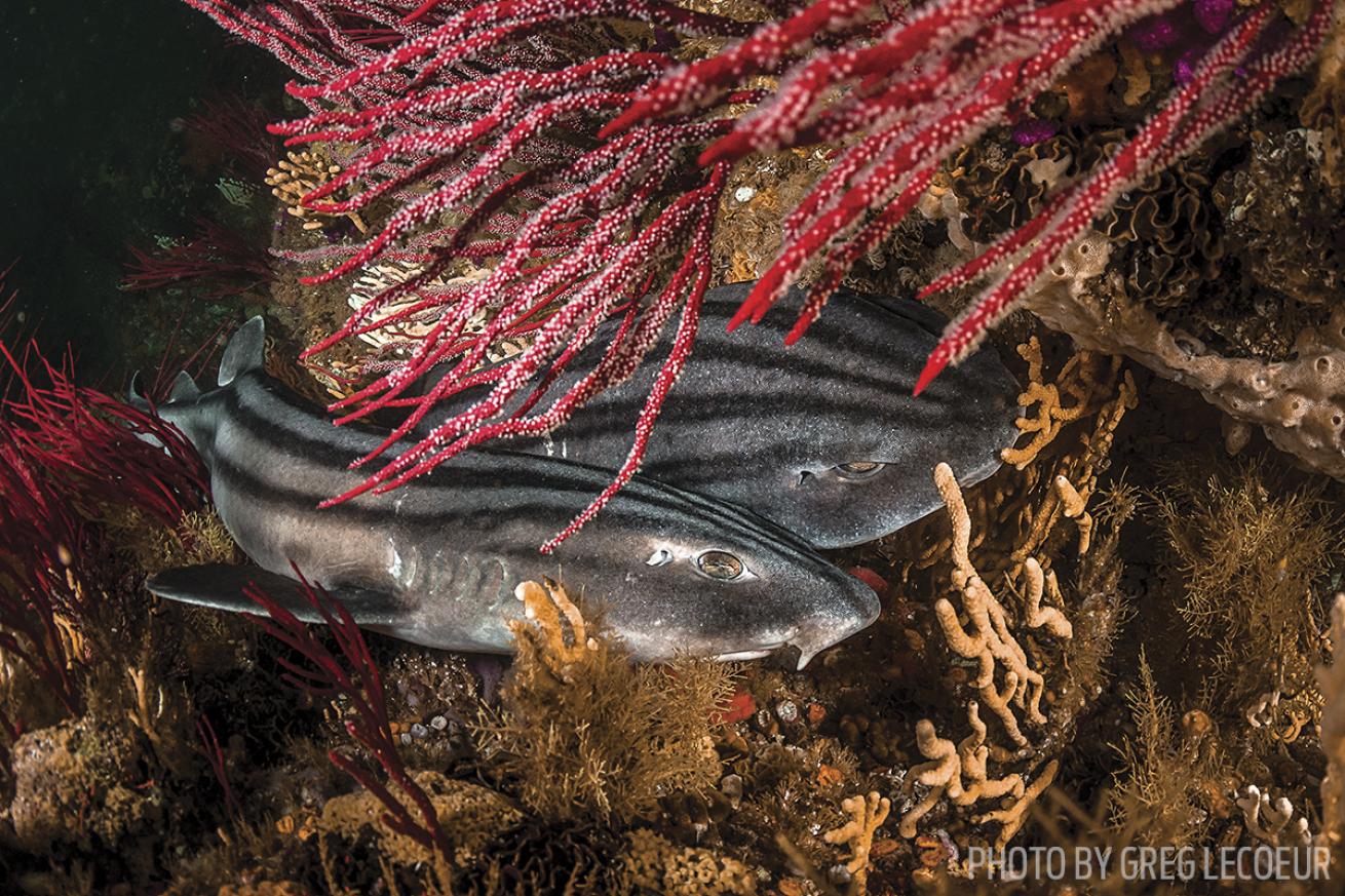 pyjama catshark South Africa scuba diving
