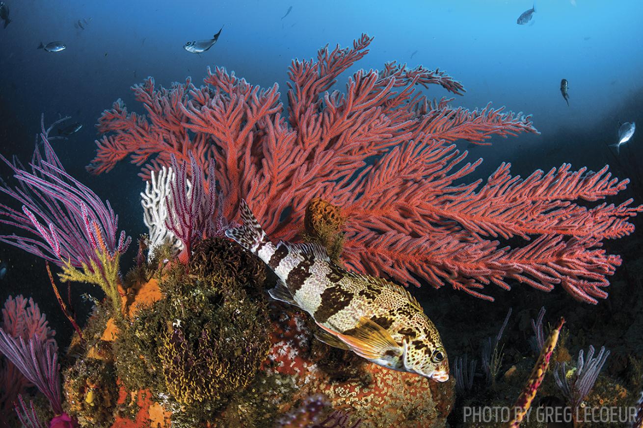 South Africa scuba diving evans peak