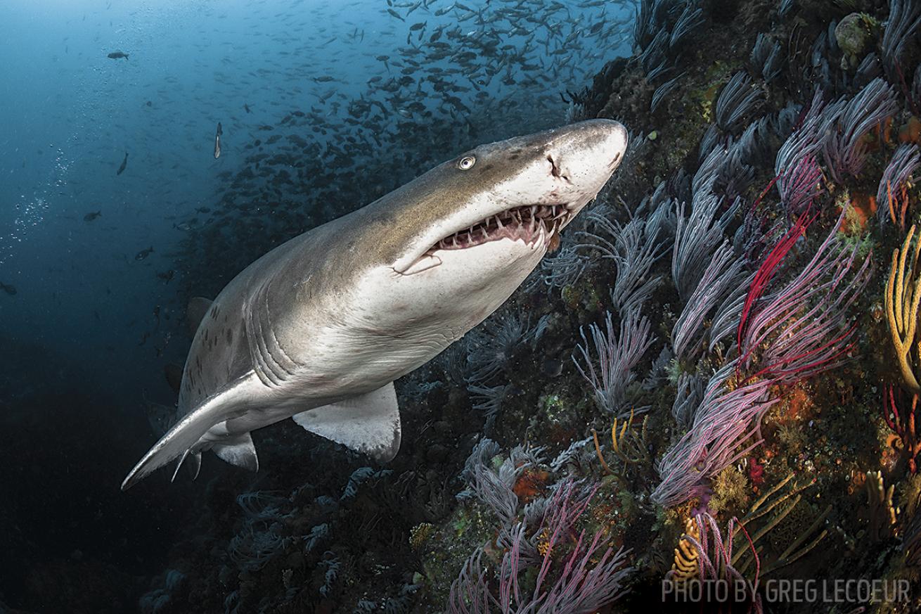 South Africa scuba diving sand tiger shark
