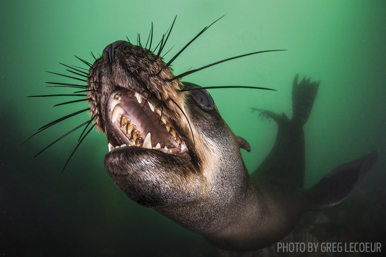 South Africa scuba diving Cape fur seal