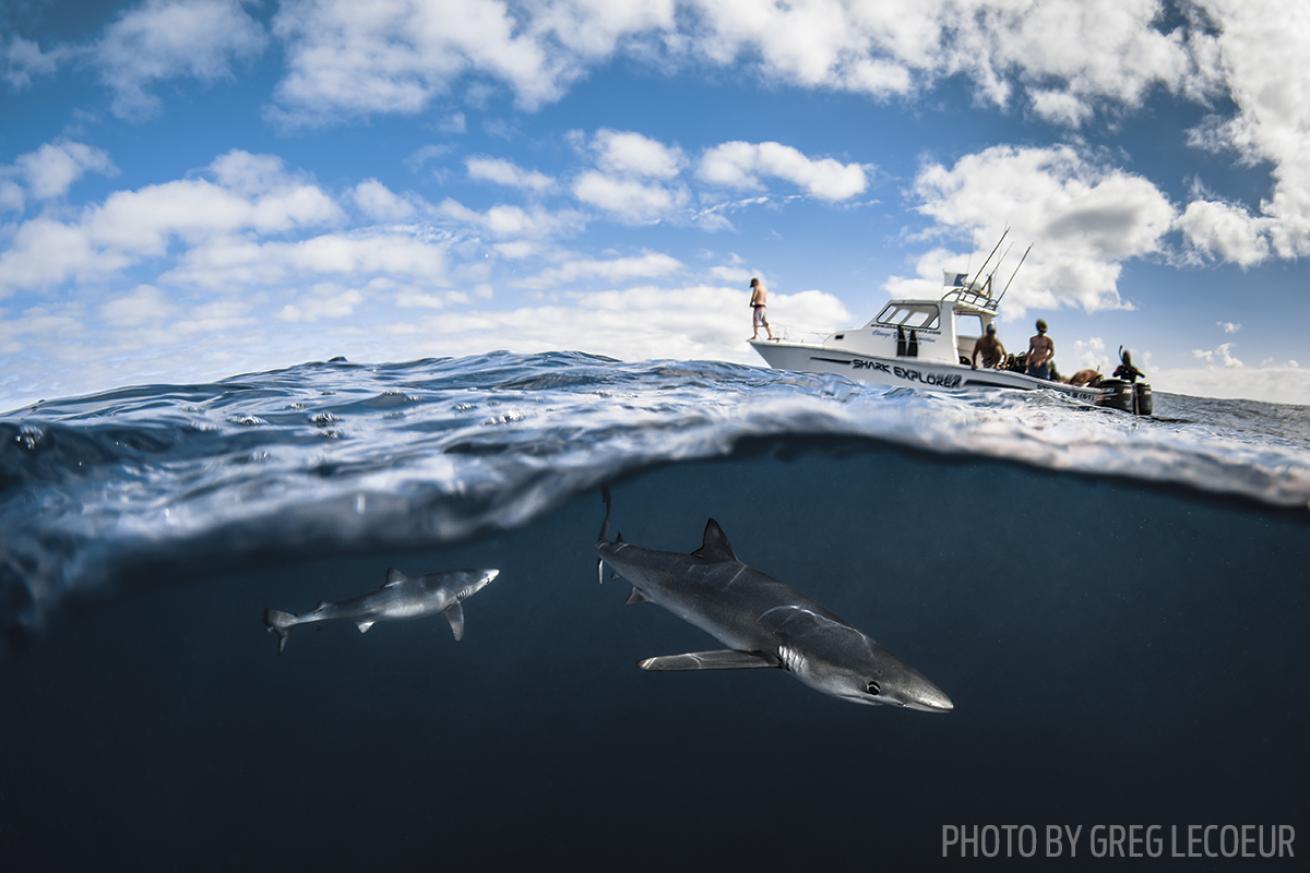 South Africa scuba diving sharks